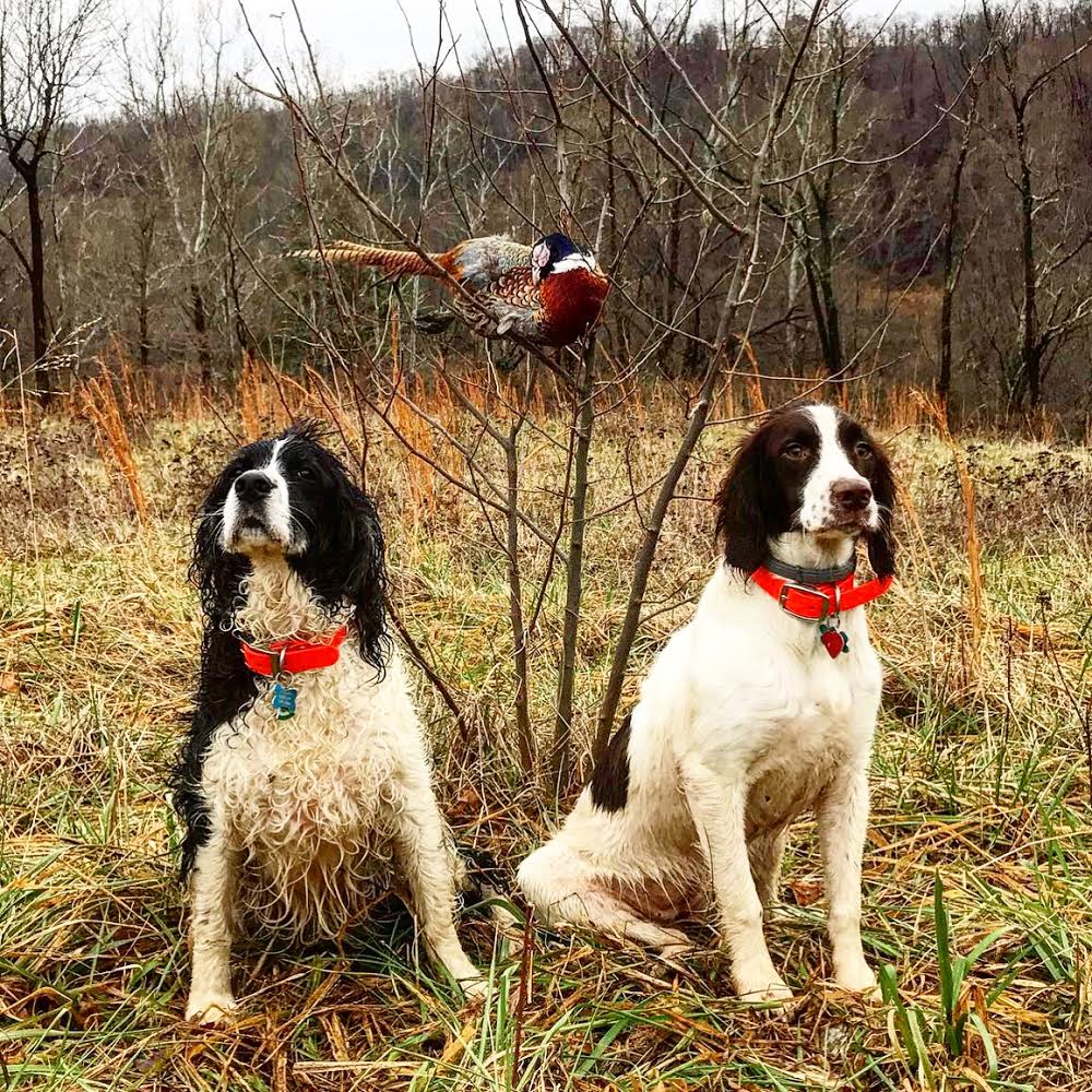 Springer spaniel hot sale bird dog